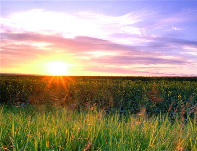 sun-sparkling-field