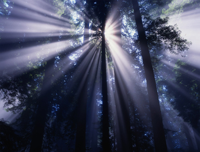 light-rays-thru-trees